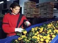 Industria del citurs en tucumán
