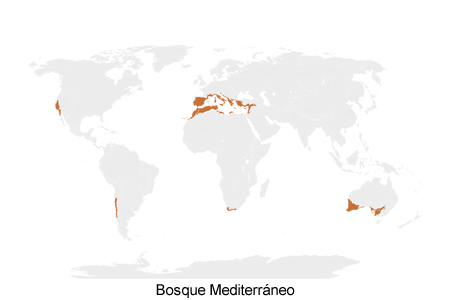 Ecologia La Biosfera Y Los Ecosistemas El Bosque Mediterraneo