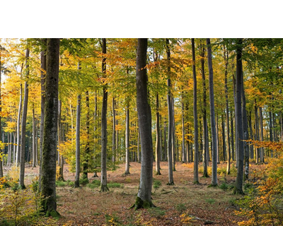 plantas y animales del bosque templado