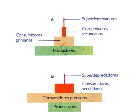 Ecología - Dinámica de los ecosistemas - Pirámides ecológicas