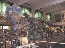 Amargasaurus Cazaui en el Museo Bernardino Rivadavia 