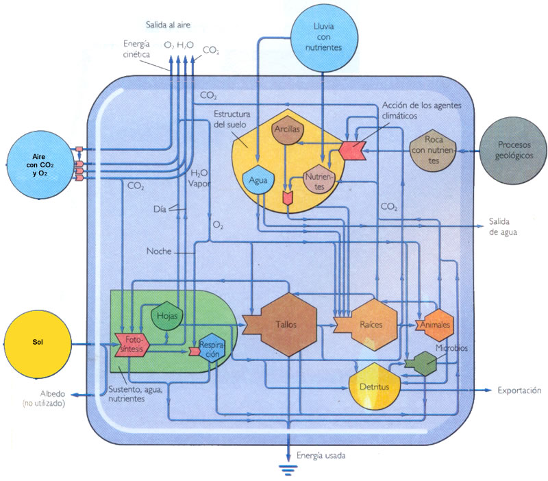 Diagrama de Odum que representa un ecosistema terrestre.
