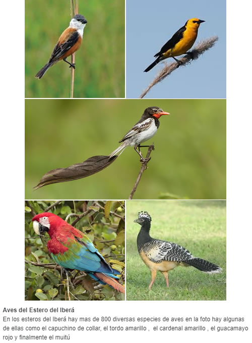 Aves del Estero del Iberá  En los esteros del Iberá hay mas de 800 diversas especies de aves en la foto hay algunas de ellas como el capuchino de collar, el tordo amarillo ,  el cardenal amarillo , el guacamayo rojo y finalmente el muitú