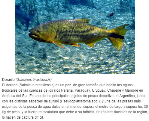 Dorado (Salminus brasiliensis)  El dorado (Salminus brasiliensis) es un pez  de gran tamaño que habita las aguas tropicales de las cuencas de los ríos Paraná, Paraguay, Uruguay, Chapare y Mamoré en América del Sur. Es uno de los principales objetos d