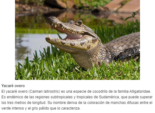 Yacaré overo El yacaré overo (Caiman latirostris) es una especie de cocodrilo de la familia Alligatoridae. Es endémico de las regiones subtropicales y tropicales de Sudamérica, que puede superar los tres metros de longitud. Su nombre deriva de la colo