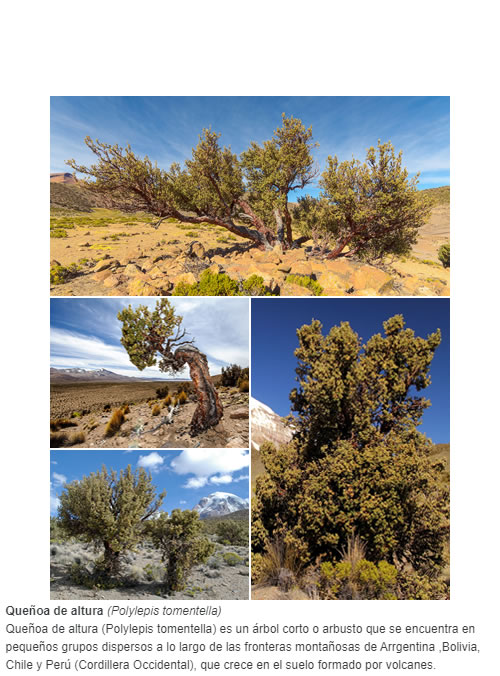 Queñoa de altura (Polylepis tomentella) es un árbol corto o arbusto que se encuentra en pequeños grupos dispersos a lo largo de las fronteras montañosas de Arrgentina ,Bolivia, Chile y Perú (Cordillera Occidental)