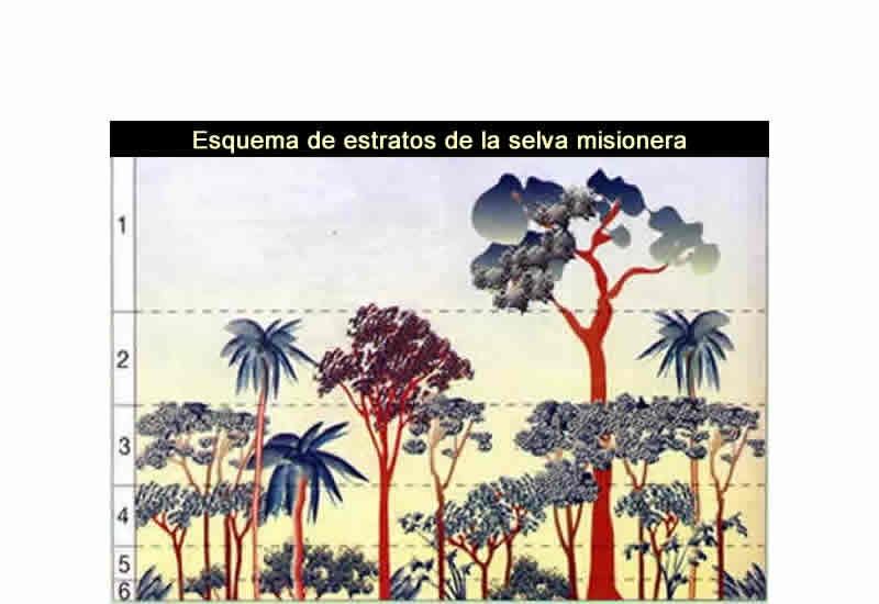 Estratos de vegetación en la selva misionera