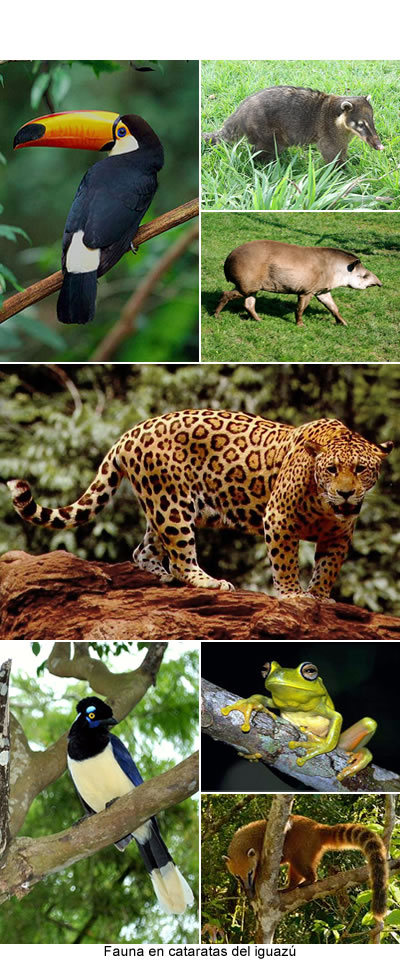 Fauna de las cataratas del iguazú y en el Parque nacional Iguazú