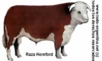 raza heredford