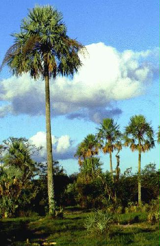 Parque Nacional Mbucuruya