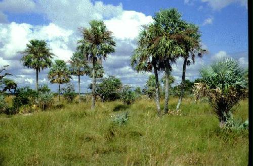 Parque Nacional Mbucuruya