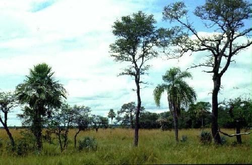 Parque Nacional Mbucuruya