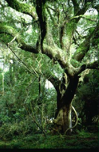 Parque Nacional Mbucuruya