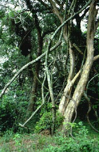 Parque Nacional Mbucuruya