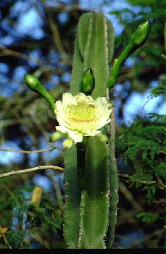 Parque Nacional Mbucuruya