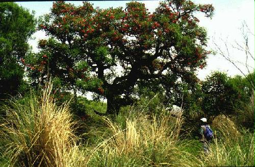 Parque Nacional Diamante