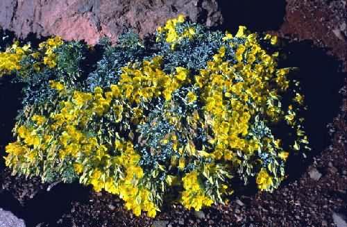 Area Natural Las Cuevas