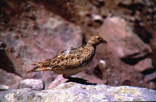 Parque Provincial Aconcagua