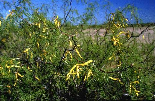 Reserva de Flora y Fauna Telteca