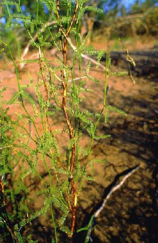 Reserva de Flora y Fauna Telteca