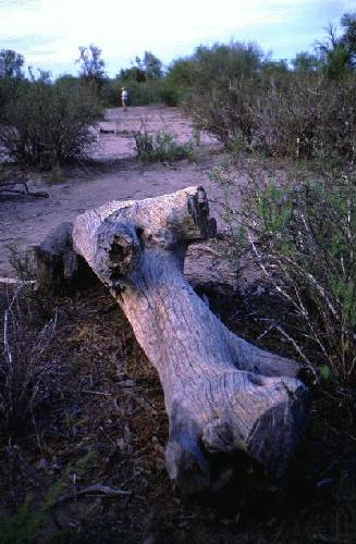 Reserva de Flora y Fauna Telteca