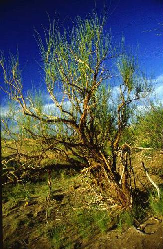 Reserva de Flora y Fauna Telteca