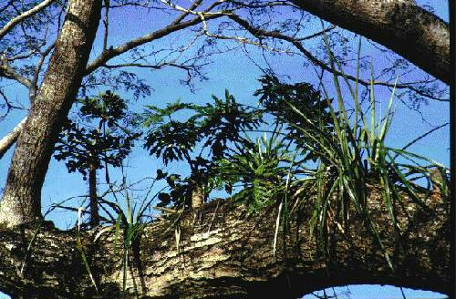 Reserva Natural Estricta San Antonio