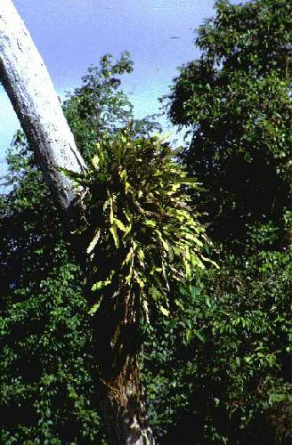 Reserva Natural Estricta San Antonio