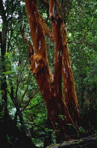 Parques Nacional Los Arrayanes