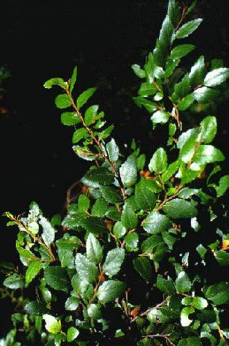 Nahuel Huapi
