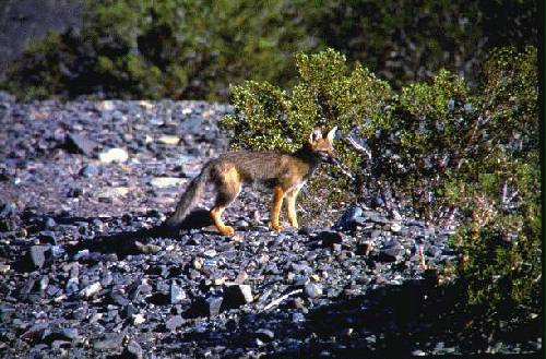 Reserva Natural Estricta El Leoncito