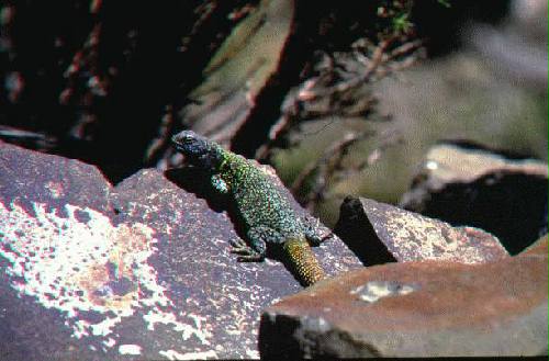 Reserva Natural Estricta El Leoncito