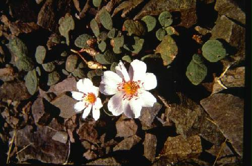 Reserva Natural Estricta El Leoncito