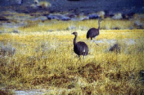 Reserva Natural Estricta El Leoncito