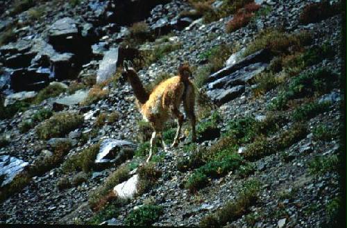 Reserva Natural Estricta El Leoncito