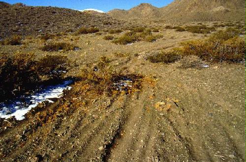 Reserva Natural Estricta El Leoncito