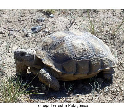 tortuga terrestre argentina