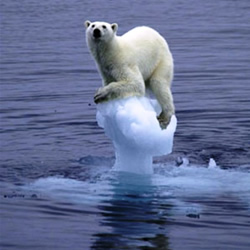 Extincion de osos polares