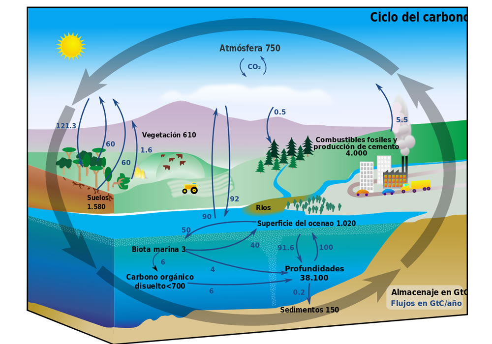 el ciclo de carbono