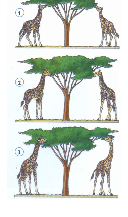 Esquema de la evolución de las jirafas, según Lamarck.