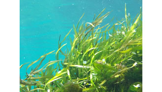 Algas. Organismos protoctistas microscópicos o macroscópicos presentes en los ecosistemas acuáticos.