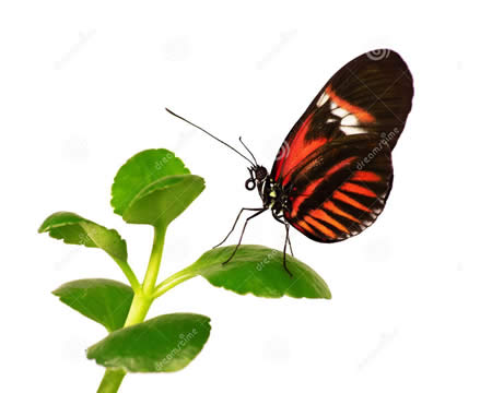 La mariposa cartero