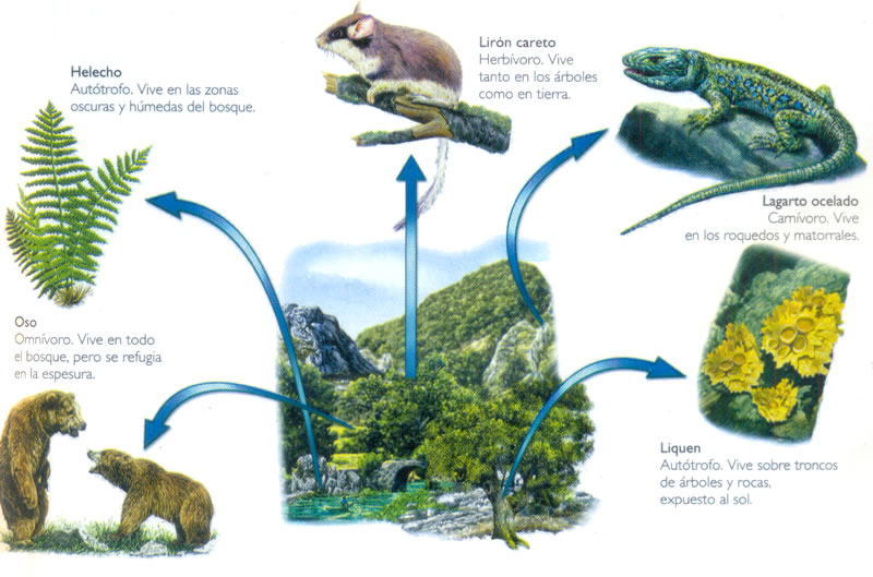 Algunos ejemplos de seres vivos y su tipo de alimentación: autótrofa, herbívora, carnívora, omnívoro