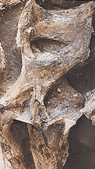 Foto de José Bonaparte de fósilesa de Andesaurus delgadoi
