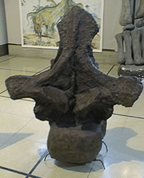 Vertebra de un Argentinosaurus Huinculensis en el Museo Cármen Funes de Plaza Huincul