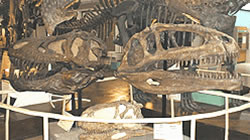 Mandíbula de un Giganotosaurus Carolini en el Museo Argentino de Ciencias Naturales