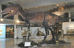 Giganotosaurus Carolini