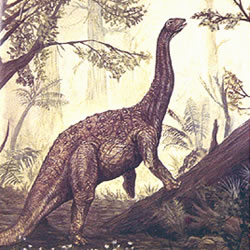 Saltasaurus Loricatus