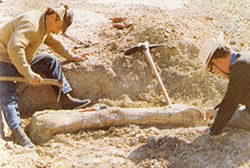 Cientificos excavando en la busqueda de fósiles