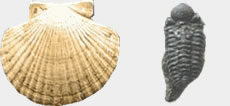 Caracoles y moluscos durante el paleozoico 